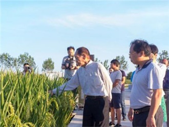 用海水稻“治愈”盐碱地，世界粮食日致敬袁隆平