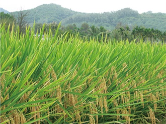 杂交水稻浸种催芽技术