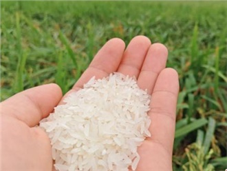 全国首次优质稻田间拍卖活动湖南汨罗举行