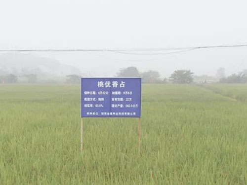 全国首次稻谷田间拍卖 汨罗高档优质稻最高成交价每百斤182元