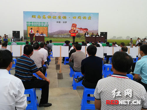 湖南举行全国首次优质稻田间拍卖 引发企业加价竞拍